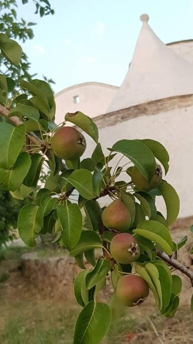 Podere Del Gelso Bianco, Vacation Rental Ostuni Exteriér fotografie
