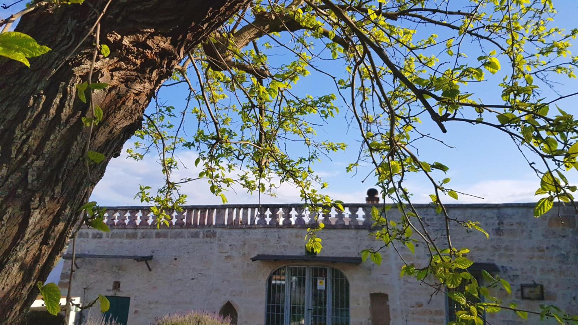 Podere Del Gelso Bianco, Vacation Rental Ostuni Exteriér fotografie