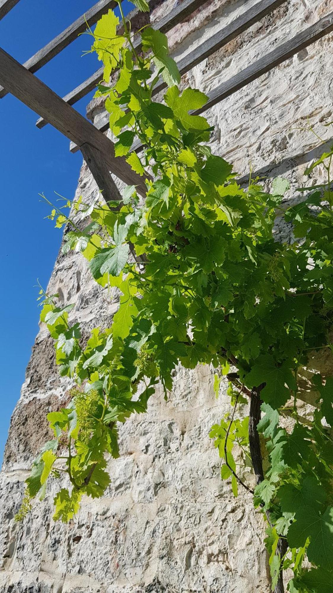 Podere Del Gelso Bianco, Vacation Rental Ostuni Exteriér fotografie